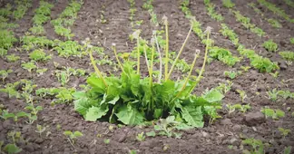 Manejo-De-Plantas-Daninhas