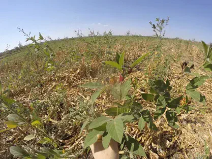 A imagem captura, de uma perspectiva em primeira pessoa e em close-up, a mão de um agricultor ou agrônomo segurando uma plant