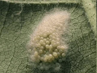 fotografia macro que exibe uma massa de ovos de inseto depositada na superfície de uma folha verde. Os ovos sã