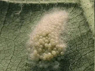 fotografia macro que exibe uma massa de ovos de inseto depositada na superfície de uma folha verde. Os ovos sã