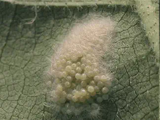 fotografia macro que exibe uma massa de ovos de inseto depositada na superfície de uma folha verde. Os ovos sã