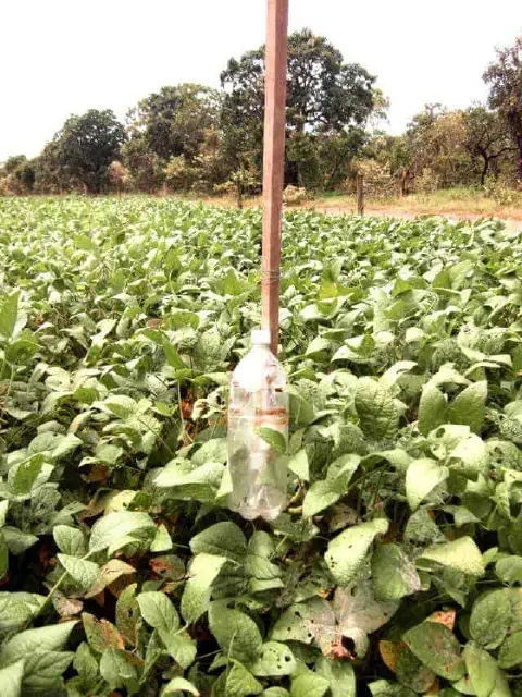 uma armadilha para insetos, feita de forma artesanal com uma garrafa PET transparente, instalada em uma lavour