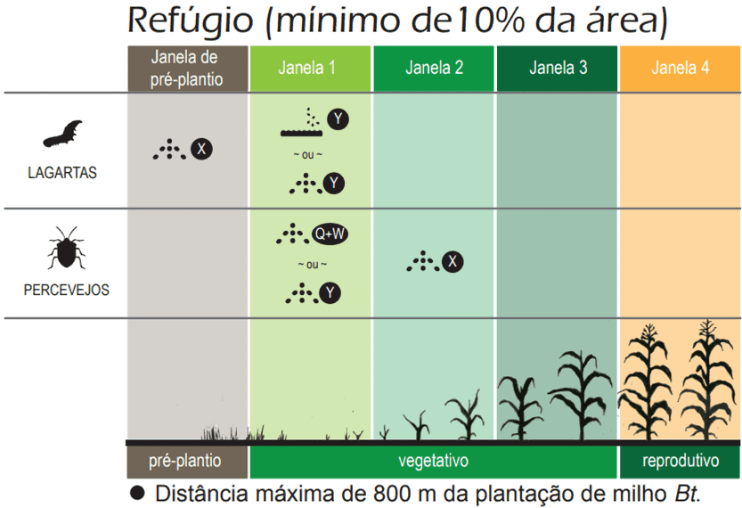 Manejo de Refúgio em Milho Bt: Guia de Controle de Pragas Este infográfico técnico detalha o manejo de pragas em áreas de refúgio para a cultura do milho Bt. A imagem é estruturada co