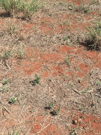 close-up do solo de uma área agrícola, caracterizado por sua cor avermelhada intensa, típica de latossolos.