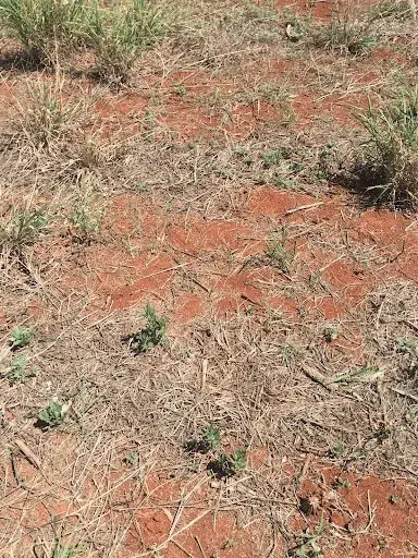 close-up do solo de uma área agrícola, caracterizado por sua cor avermelhada intensa, típica de latossolos.
