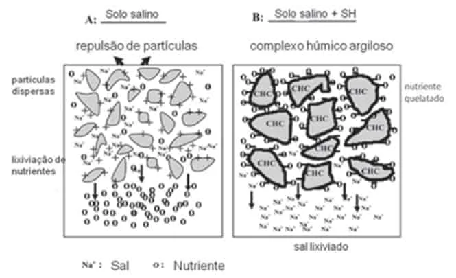 diagrama científico que compara duas condições de solo: ‘A - Solo salino’ e ‘B - Solo salino + SH (Substâncias