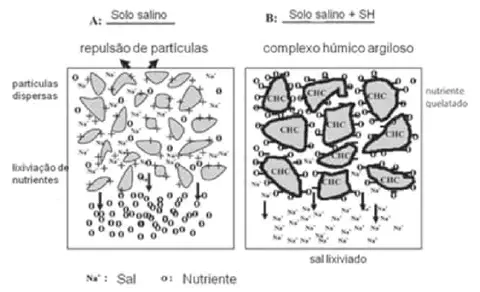 diagrama científico que compara duas condições de solo: 'A - Solo salino' e 'B - Solo salino + SH (Substâncias