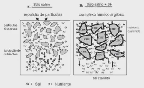 diagrama científico que compara duas condições de solo: 'A - Solo salino' e 'B - Solo salino + SH (Substâncias