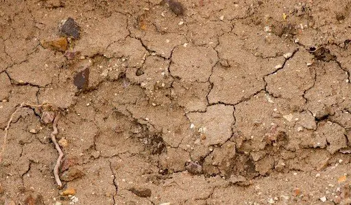 Manejo de Solo Seco e Compactado na Agricultura uma visão em close-up de um solo seco e rachado, de cor marrom-clara. A superfície está coberta por uma rede d