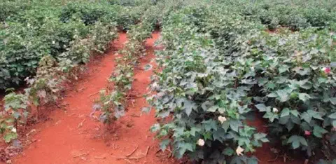 lavoura de algodão, destacando um contraste visual nítido entre diferentes fileiras da plantação. O solo