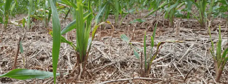 Manejo do Milho em Plantio Direto: Sinais e Cuidados close-up de uma lavoura de milho em estágio inicial de desenvolvimento vegetativo. As jovens plantas de mil