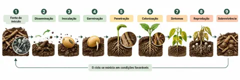 Figura 2. Ciclo simplificado da doença e principais etapas da interação entre patógeno e planta.