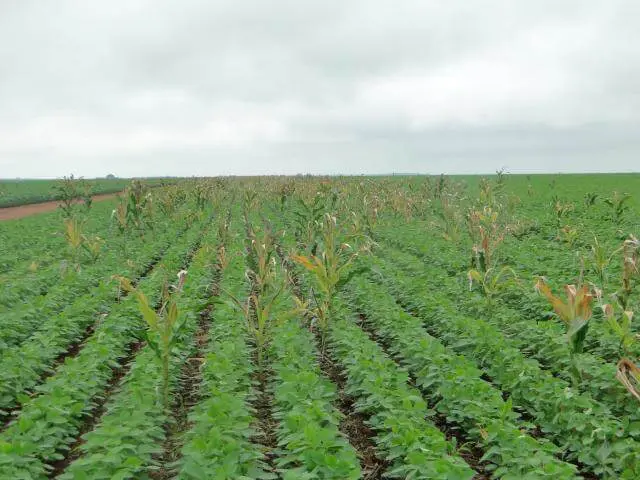 Manejo e Controle do Milho Tiguera na Soja uma vasta lavoura de soja em estágio vegetativo, com as plantas verdes e saudáveis dispostas em fileiras retas