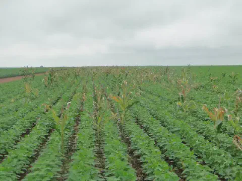 uma vasta lavoura de soja em estágio vegetativo, com as plantas verdes e saudáveis dispostas em fileiras retas