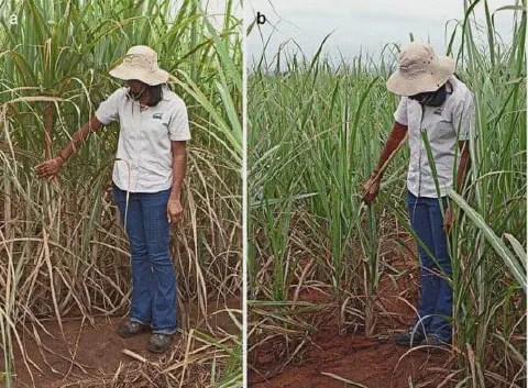 composição de duas fotografias, lado a lado, mostrando uma agrônoma ou técnica agrícola inspecionando uma lavo