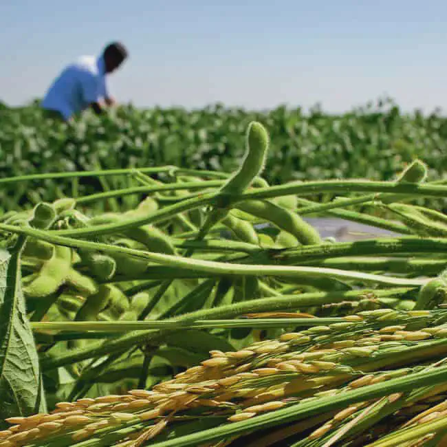 Manejo e Produção de Lavouras de Soja e Arroz cena agrícola detalhada, com foco principal em primeiro plano em ramos de soja verde, com suas vagens ai
