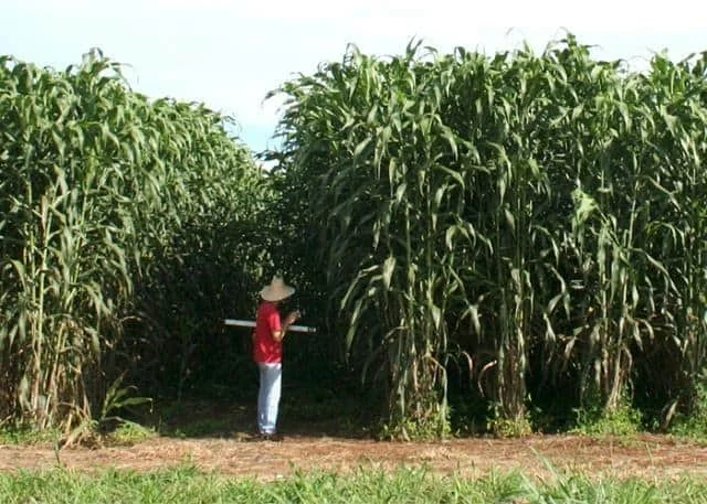 Manejo e Produtividade da Lavoura de Sorgo Gigante técnico agrícola ou produtor rural em meio a uma densa e alta lavoura, provavelmente de sorgo gigante ou