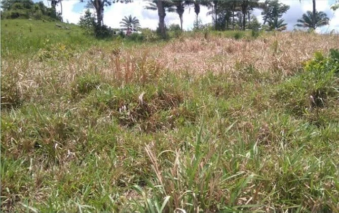 campo de pastagem em um dia ensolarado, com vegetação mista de grama verde e seca. Em primeiro plano, o foc