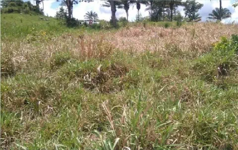 campo de pastagem em um dia ensolarado, com vegetação mista de grama verde e seca. Em primeiro plano, o foc