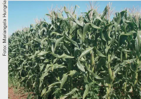 uma plantação de milho densa e saudável sob um céu azul claro e ensolarado. As plantas de milho estão em um es