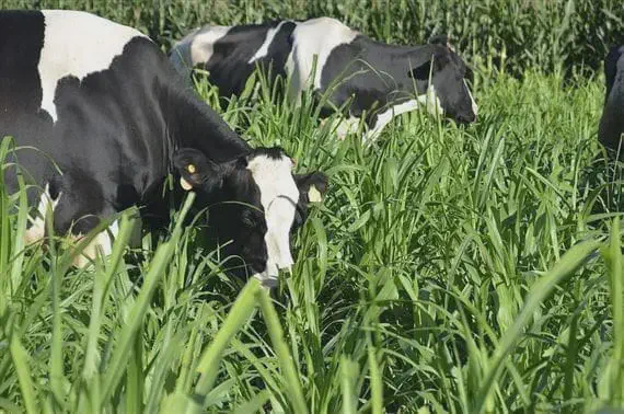 Manejo eficiente de pastagem para gado leiteiro duas vacas da raça holandesa, caracterizadas por sua pelagem preta e branca, pastando em um campo de forragem