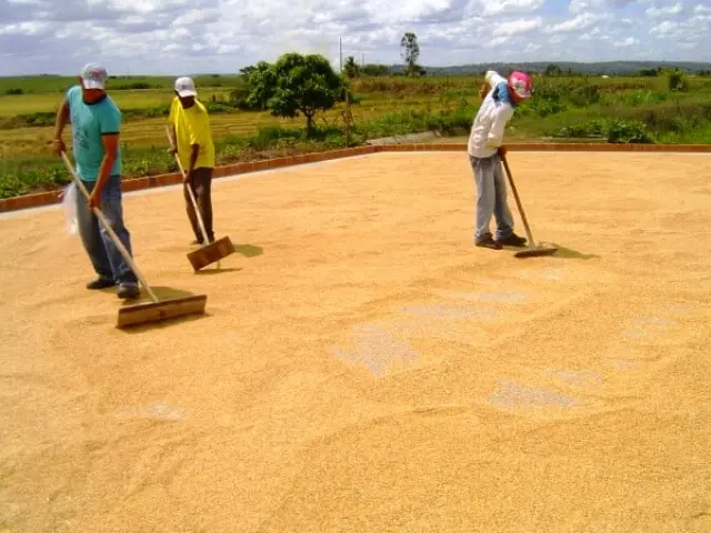 cena de trabalho agrícola em um ambiente rural, sob um céu parcialmente nublado. Três trabalhadores rura