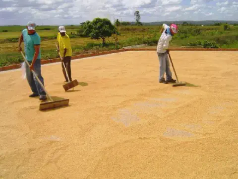 cena de trabalho agrícola em um ambiente rural, sob um céu parcialmente nublado. Três trabalhadores rura