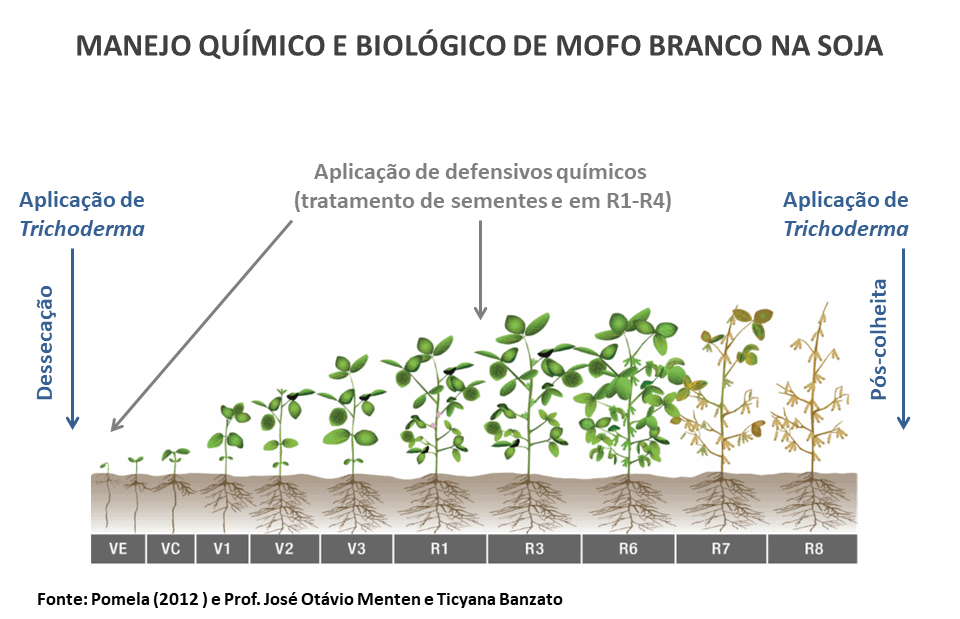 Este infográfico detalha o manejo integrado, químico e biológico, do mofo branco na cultura da soja. A imagem ilustra a linha