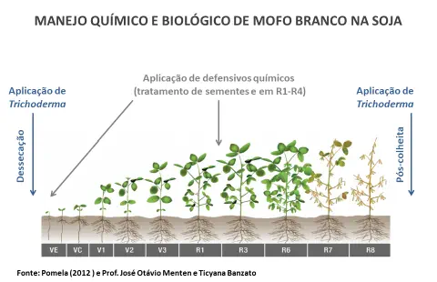 Este infográfico detalha o manejo integrado, químico e biológico, do mofo branco na cultura da soja. A imagem ilustra a linha