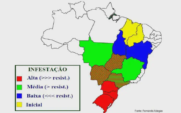 mapa do Brasil com os estados coloridos para indicar diferentes níveis de infestação e resistência de uma p