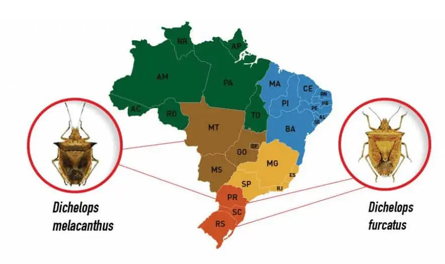 infográfico que ilustra a distribuição geográfica de duas espécies de percevejo-barriga-verde no Brasil. No cen