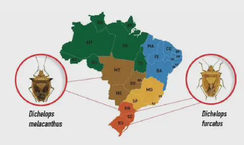 infográfico que ilustra a distribuição geográfica de duas espécies de percevejo-barriga-verde no Brasil. No cen