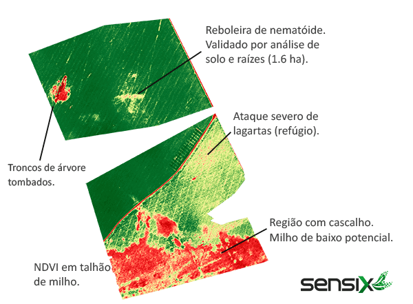 mapa de NDVI (Índice de Vegetação por Diferença Normalizada) de um talhão de milho, uma ferramenta essencia