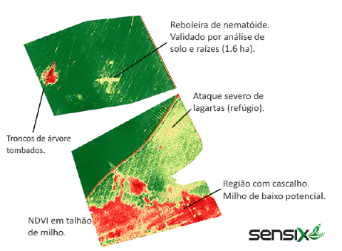 mapa de NDVI (Índice de Vegetação por Diferença Normalizada) de um talhão de milho, uma ferramenta essencia