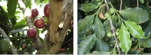 composição de duas fotografias que comparam diferentes estágios de maturação de frutos, muito provavelmente de
