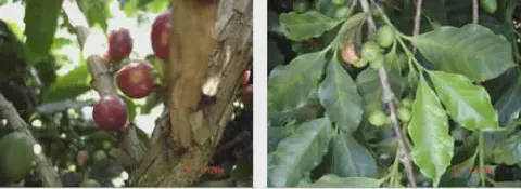composição de duas fotografias que comparam diferentes estágios de maturação de frutos, muito provavelmente de
