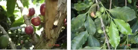 composição de duas fotografias que comparam diferentes estágios de maturação de frutos, muito provavelmente de
