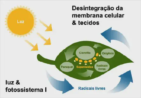 Este infográfico ilustra o mecanismo de ação de um herbicida, especificamente o Paraquat, em uma folha de planta. A imagem mo