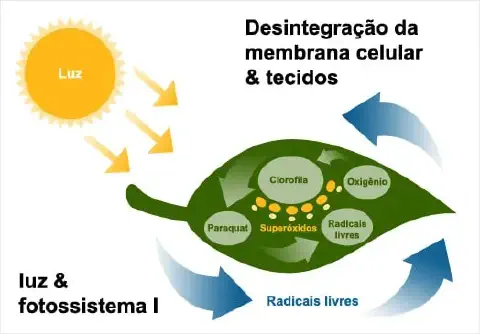 Este infográfico ilustra o mecanismo de ação de um herbicida, especificamente o Paraquat, em uma folha de planta. A imagem mo