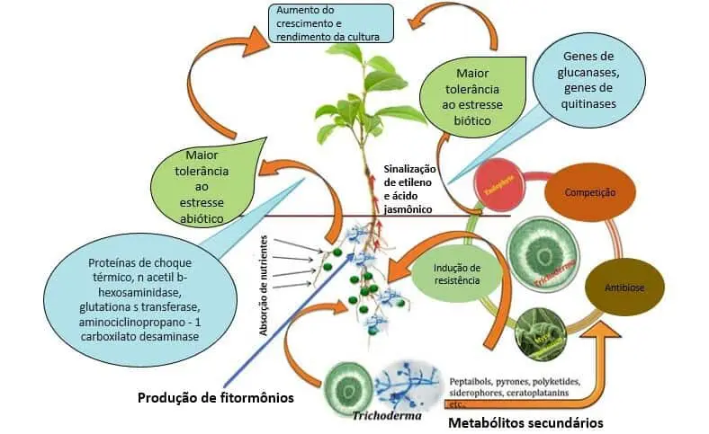infográfico detalhado que ilustra os múltiplos mecanismos de interação benéfica entre o fungo do gênero Trichod