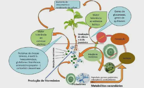 Mecanismos de ação do Trichoderma no controle de fitopatógenos e promoção de crescimento em plantas