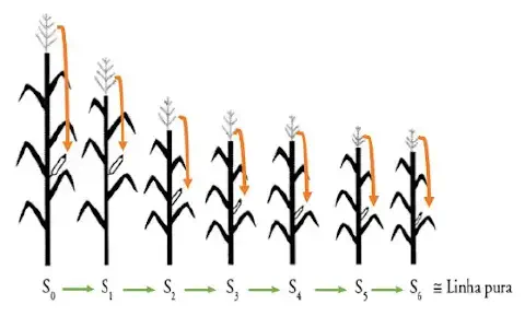 infográfico que ilustra o processo de melhoramento genético do milho para a obtenção de uma linhagem pura. A se