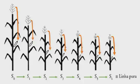 infográfico que ilustra o processo de melhoramento genético do milho para a obtenção de uma linhagem pura. A se