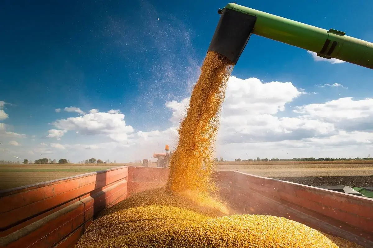 Mercado Agrícola: Estrutura, Desafios e Oportunidades no Brasil
