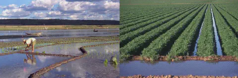 composição que compara dois métodos distintos de agricultura e irrigação. À esquerda, vemos uma cena de agricu