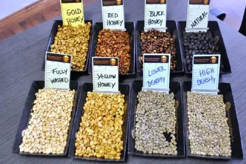 uma coleção de oito amostras de grãos de café crus, cada uma em uma bandeja preta retangular, dispostas sobre