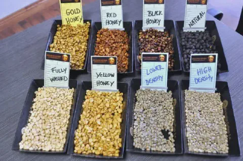 uma coleção de oito amostras de grãos de café crus, cada uma em uma bandeja preta retangular, dispostas sobre