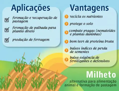 Este é um infográfico informativo sobre o milheto, destacando suas aplicações e vantagens na agricultura. A imagem é dividida