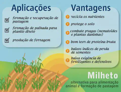 Milheto: Vantagens e Aplicações na Agricultura Este é um infográfico informativo sobre o milheto, destacando suas aplicações e vantagens na agricultura. A imagem é dividida