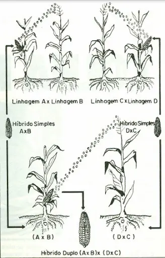 diagrama técnico em preto e branco que ilustra o processo de criação de milho híbrido duplo. O processo é divid